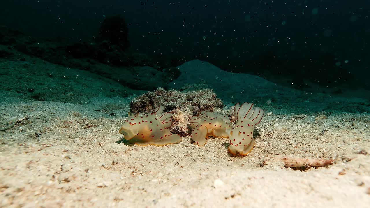 Scena subacquea che mostra due nudibranchi uno accanto all'altro sul fondale sabbioso dell'oceano di Mauritius. Tranquillo momento marino che cattura equilibrio, simmetria e vita sotto la superficie