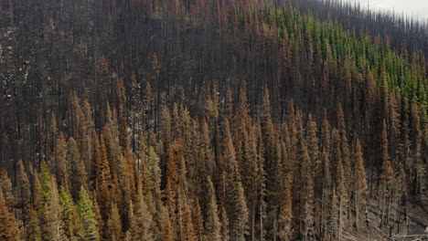 burnt treetops of forest in northern british columbia