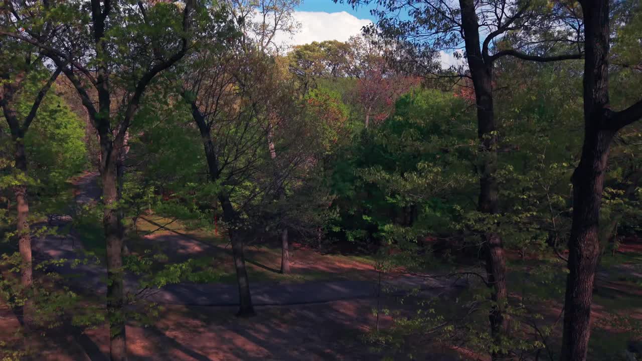 A drone shot of a large park on Long Island, NY on a sunny day. The camera boom up from within the trees, rising high above the tree tops, revealing the blue sky and white clouds above the horizon.