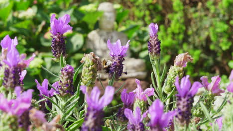 Hummel-Sammelt-Nektar-Aus-Lavendel