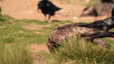 golden eagle eating prey on grassy meadow