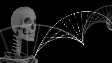 animación digital de la estructura del adn girando contra el modelo de esqueleto humano en fondo negro