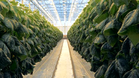 empty space between two rows of cucumber bushes in a greenhouse