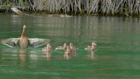 tracking shot of adult duck with kids floating in nature pond,close up