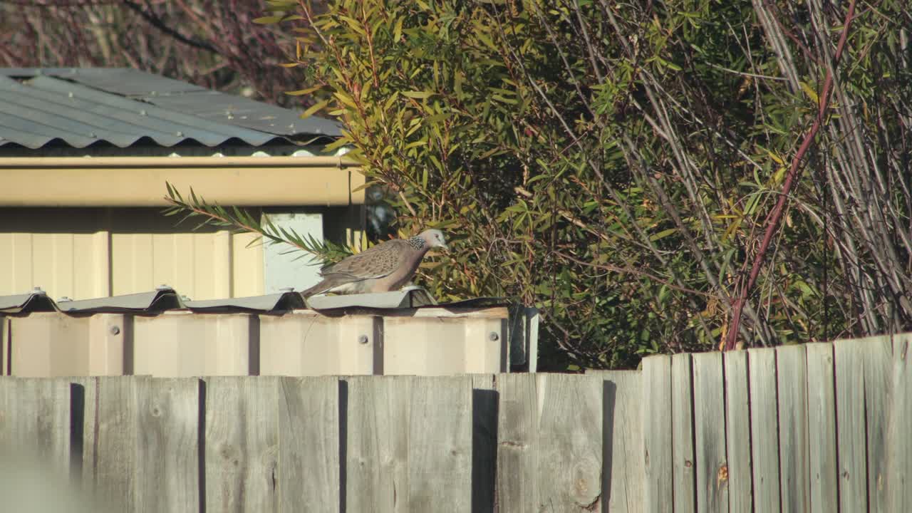 Spotted Dove Perched On Metal Shed Garage Puffing Up Feathers Daytime Sunny Australia, Victoria, Maffra, Gippsland