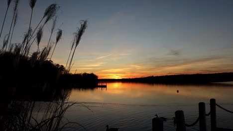 geese swim across smooth surface of lake reflecting colorful sunset sky framed by ornamental grass and posts of dock with chain rail. dramatic evening sky and peaceful serene lakeside view.