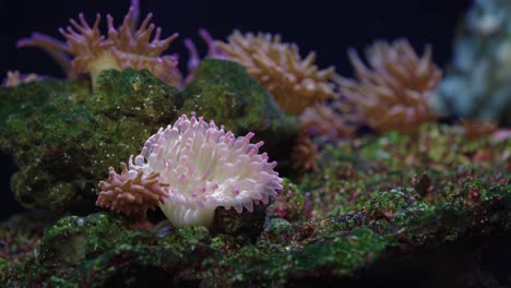 Mittlere-Aufnahme-Der-Anemonen-Im-Tropischen-Aquarium