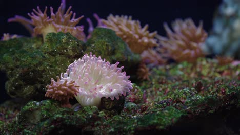 medium shot of the anemones in the tropical aquarium