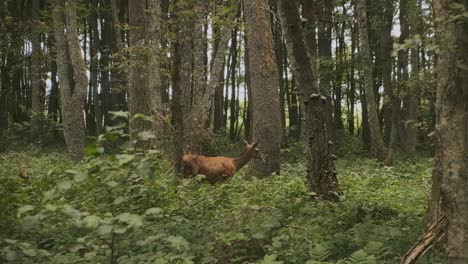 Deer-eating-leaves-in-the-forest