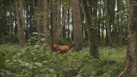 Hirsche-Fressen-Blätter-Im-Wald