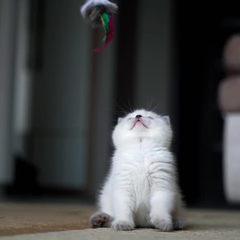 cat playing with feather