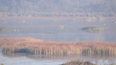 Schöner-See-Im-Wald-Mit-Und-Den-Schwänen