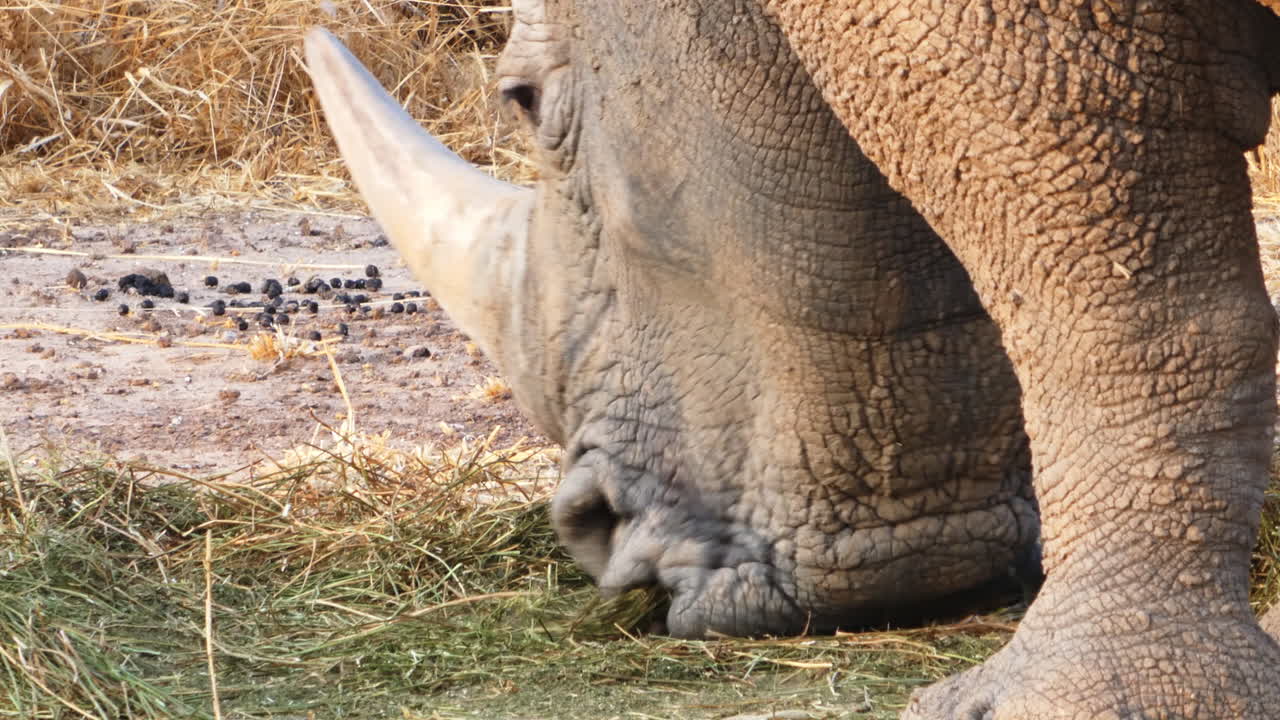 잔디를 먹는 흰 코뿔소의 머리에 총을 닫습니다