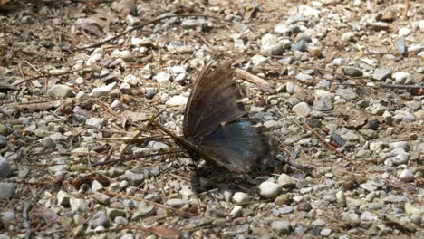 old butterfly with damage wings resting on stony ground then fly away