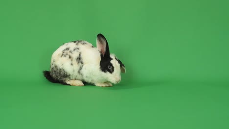 black and white spotted rabbit on green background