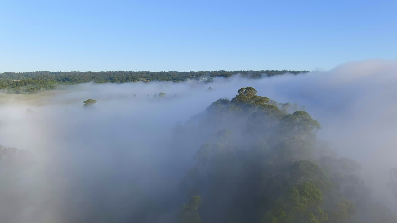 árboles de eucalipto que envuelven nubes de niebla en la ciudad de santa cruz, california