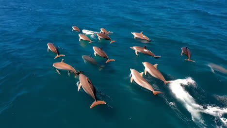 a large pod of dolphins swimming in the clear blue ocean