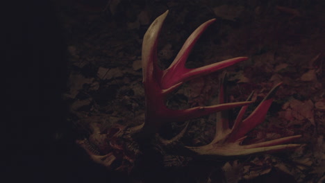 hunter finds big buck skull in the woods at night