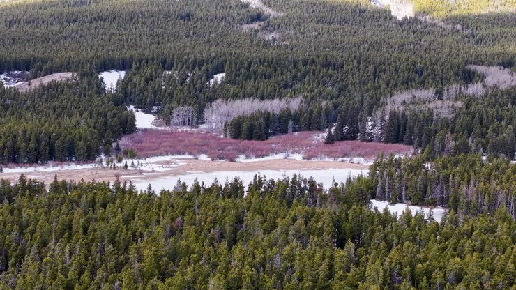 Riprese aeree con drone di una fitta foresta sempreverde che circonda un fiume marrone fangoso con chiazze di neve in Montana, ripreso in inverno.