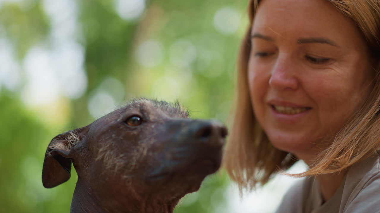 Calm Comforting Moment, Caregiver Softly Touches Anxious Hairless Dog In Peaceful Setting, An Attentive Woman Offers Soothing Presence To Distressed Hairless Dog In Shaded Outdoor Environment