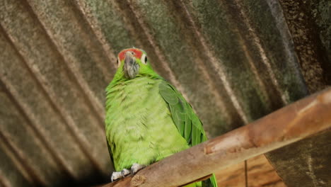 vibrant snapshot of a green parrot perched on a stick