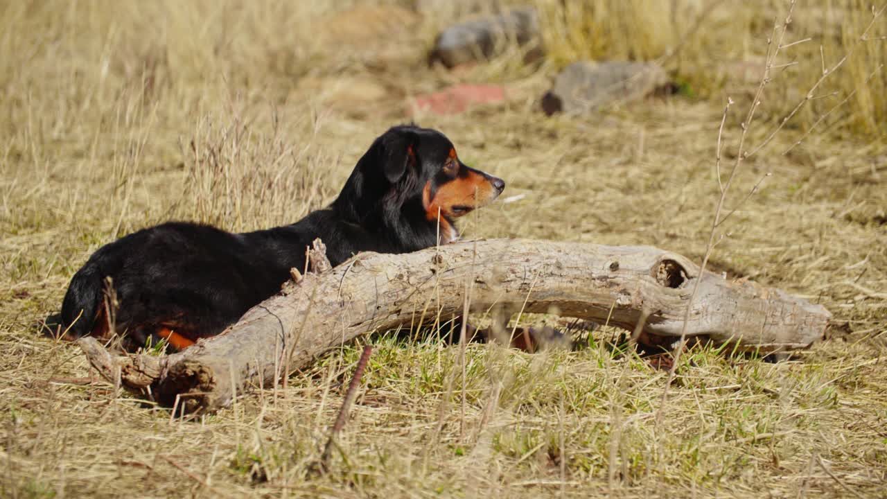 perro de ganado que guarda vacas, perro de trabajo que vigila a las vacas