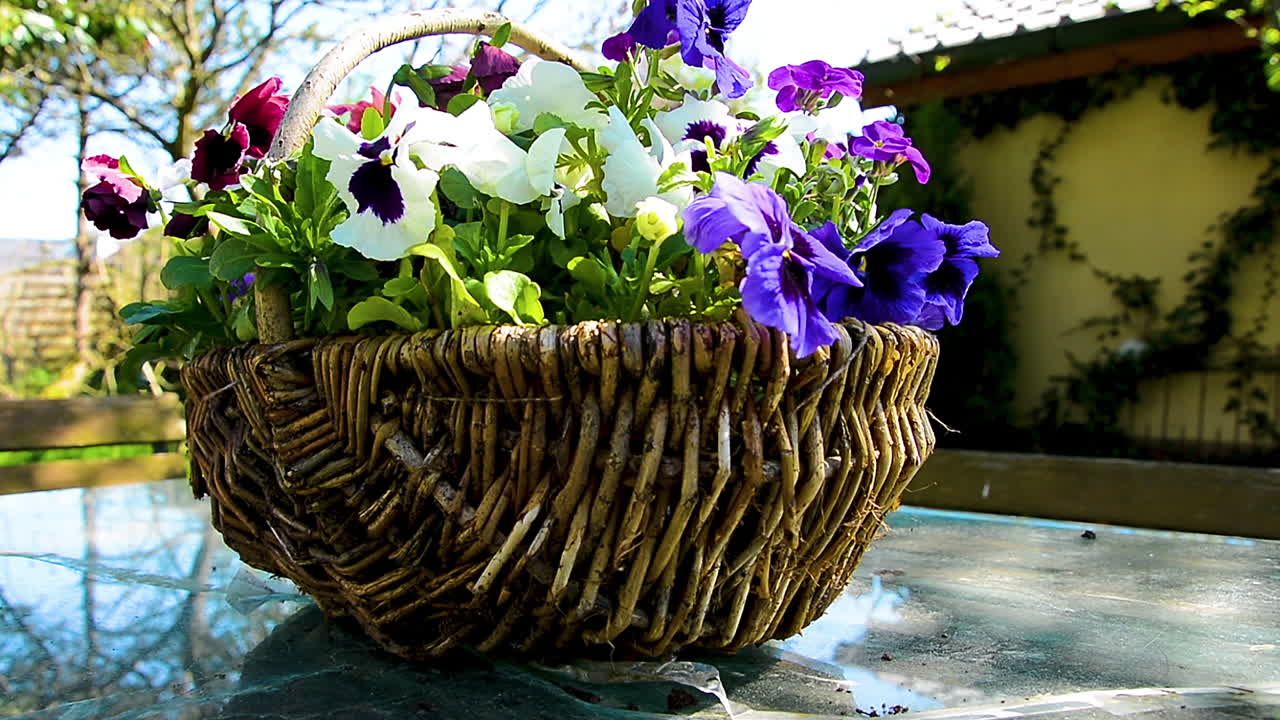 Plano dolly giratório em torno de uma grande e bela cesta de flores sobre uma mesa no jardim