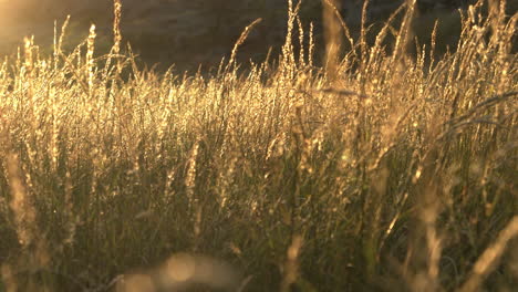 Ein-Wildes-Schilffeld,-Das-Während-Eines-Sonnenuntergangs-In-Zeitlupe-Im-Wind-Weht