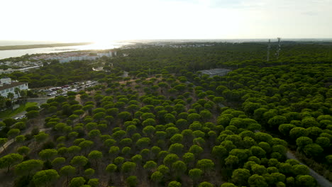 Steinkiefernwald-An-Der-Küste-Des-Mittelmeeres-Umliegende-Ferienorte-Am-Meer