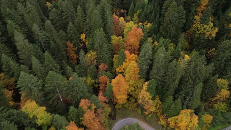 Vuelo-Aéreo-De-Regreso-Para-Revelar-A-Una-Persona-Diminuta-Caminando-En-Hermosos-Bosques-Otoñales