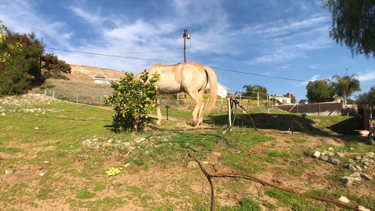 caballo comiendo un naranjo que no debería estar haciendo