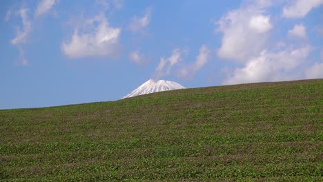 abstract view of top of mount fuji peaking out from behind green tea fields in japan