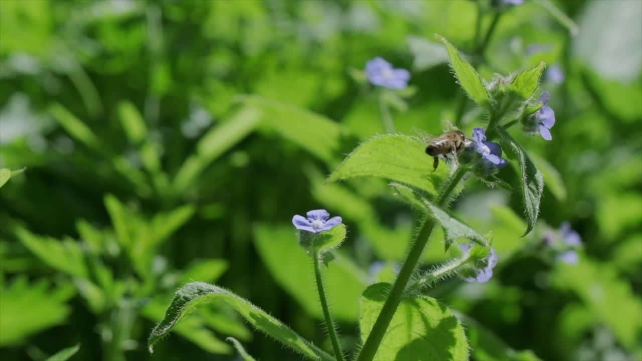pequeña abeja de miel volando alrededor de flores azules en cámara lenta