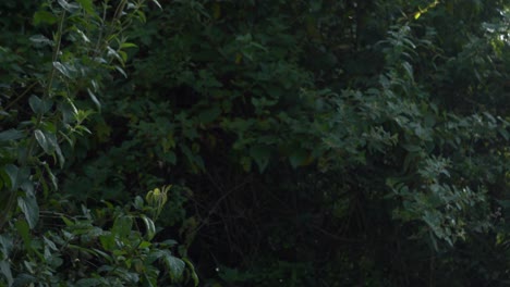 Flies-flying-against-a-dark-green-forest-background