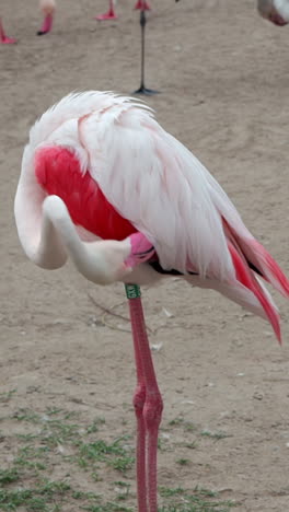 vertical view of a greater flamingo preening its feather. close-up shot
