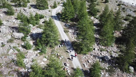 caminantes en un camino de grava de los alpes suizos junto a un bosque de abetos, actividad de montaña, vista aérea de drones