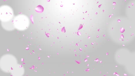 pink sakura falling petals loop background 3d green screen greeting card flyer invitation valentine