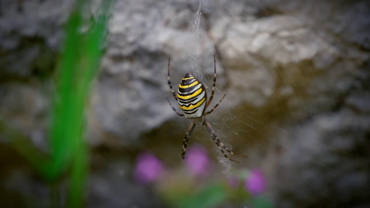 primer plano de una araña colorida en la naturaleza en 4k en cámara lenta-1