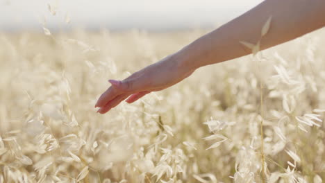 la mano de la mujer tocando el campo de trigo