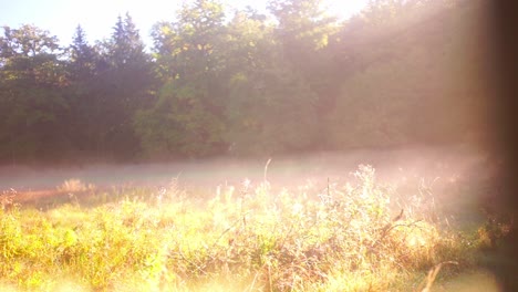 morning mist on a forest meadow