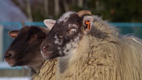 close up of heads of two sheep standing calmly in the sunshine