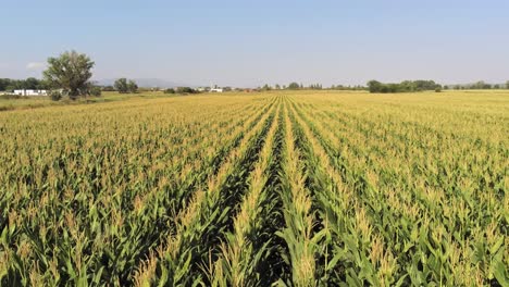 A-drone-flies-over-a-cornfield-ready-to-be-harvested-in-a-sunny-morning