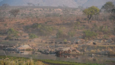 Eine-Extrem-Breite-Aufnahme-Einer-Großen-Büffelherde,-Die-An-Einem-Fluss-Ankommt,-Um-Im-Krüger-Nationalpark-Zu-Trinken