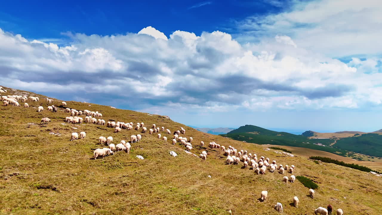 Sheep grazing on mountain plateau. A large flock of sheep grazing on a vast mountain plateau under blue sky