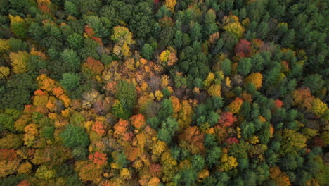 Bosque-Colorido,-Colores-Vívidos-Del-Follaje-Otoñal,-Vista-Aérea-De-Drones-De-Arriba-Hacia-Abajo