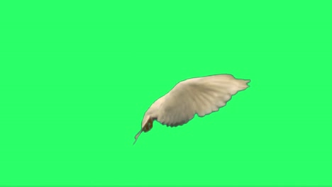 close-up beautiful white dove isolate on green background.