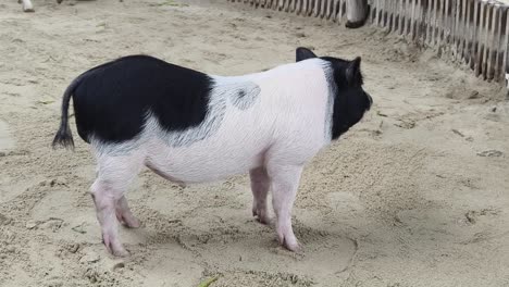 black and white pig in a sand enclosure