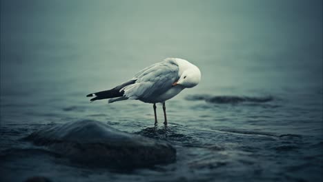 seagull cleaning itself while standing in foggy shallow lake water with waves and rising tide in slow motion closeup 4k