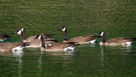 4k slow-motion footage of geese swimming by