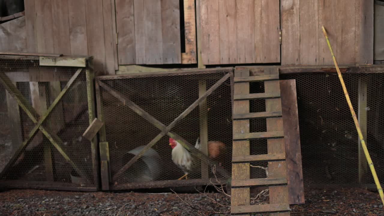 wooden chicken coop with roosters and hens
